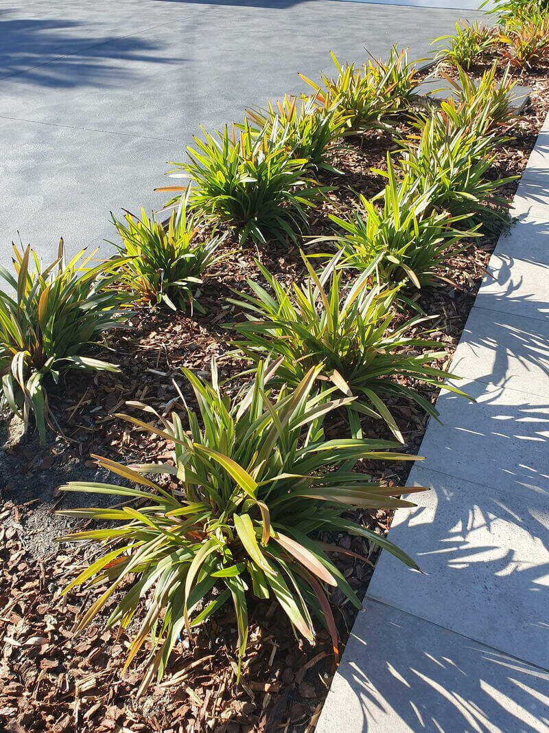 Tropical planting along a paved driveway