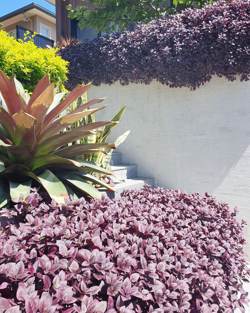 Tropical garden border with layered foliage